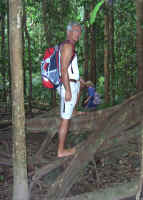 rainforest.jpg (63871 Byte)